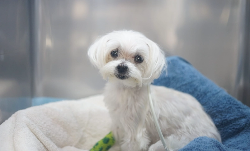 狗狗肺水腫治療 狗狗肺水腫治療