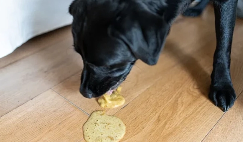 狗不吃東西 狗不吃東西