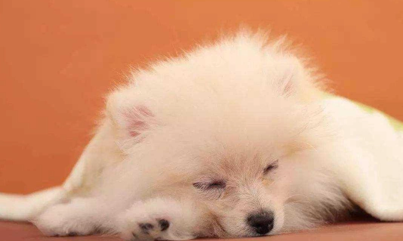 狗狗肺水腫治療 狗狗肺水腫治療