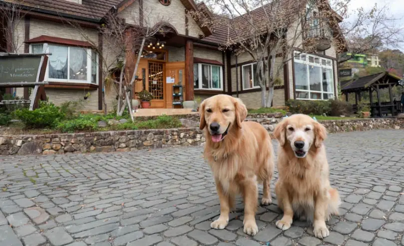 帶狗去清境住宿