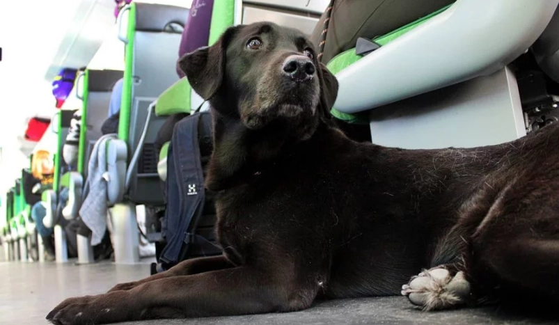 帶狗搭客運 帶狗搭客運