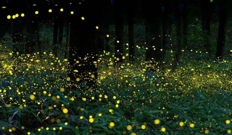 螢火蟲觀賞地點 螢火蟲觀賞地點
