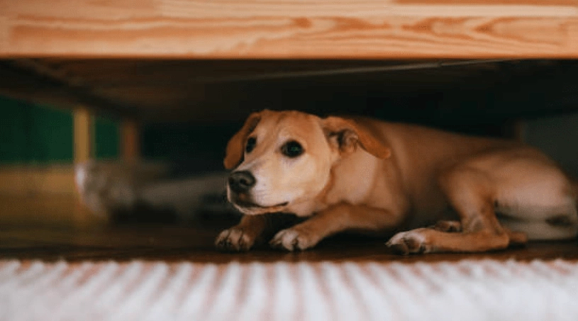 狗害怕的聲音頻率