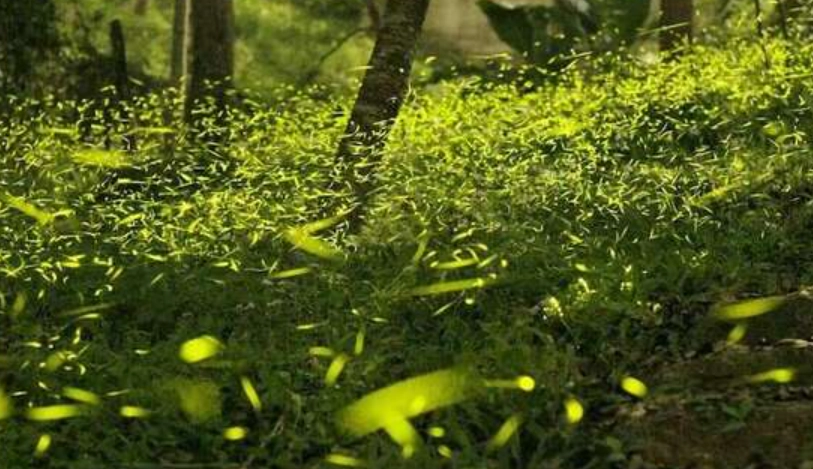 台灣螢火蟲季節 台灣螢火蟲季節