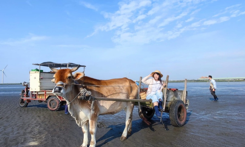 王功牛車體驗