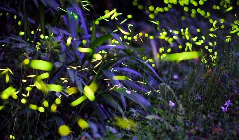 螢火蟲觀賞時間