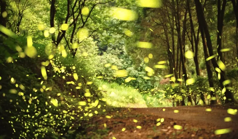 台灣螢火蟲季節 台灣螢火蟲季節