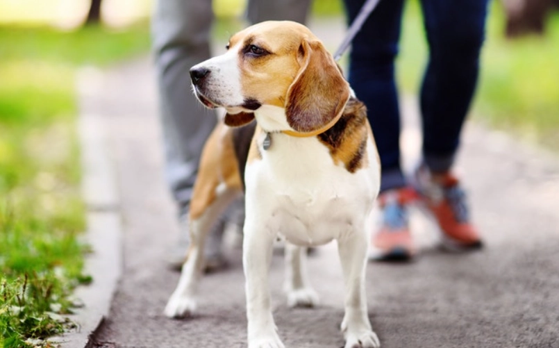 帶狗狗出門一直叫