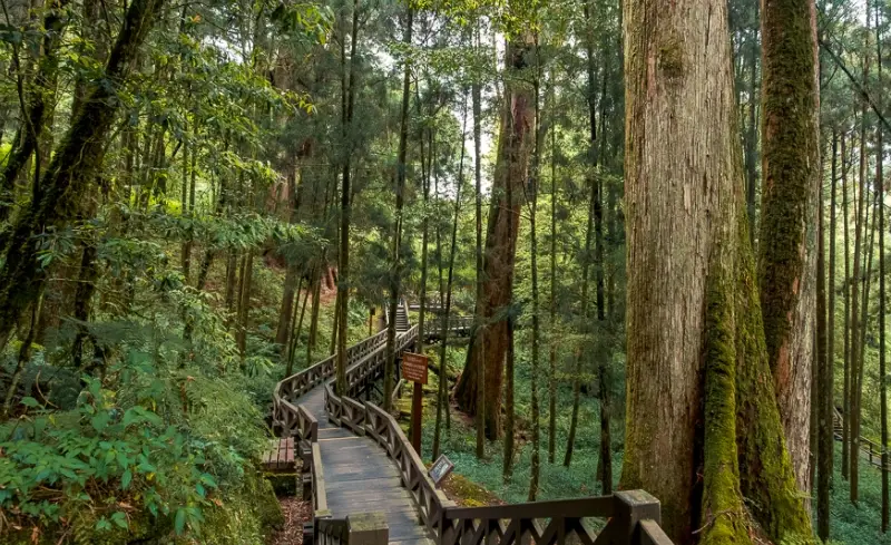 阿里山小火車時刻表