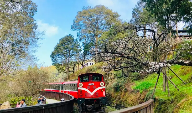 阿里山一日遊行程