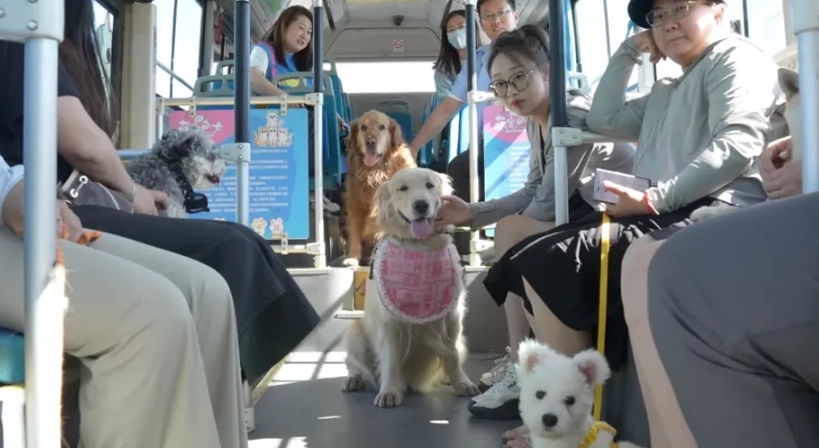 寵物計程車 寵物計程車