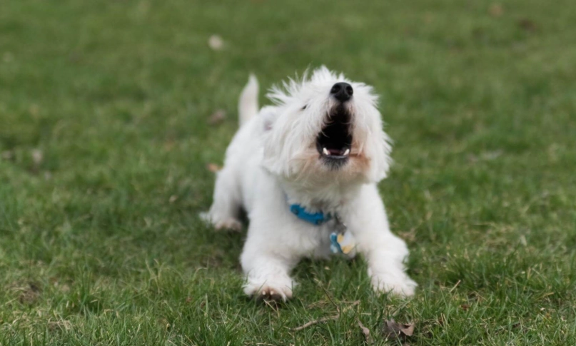 結紮後行為問題