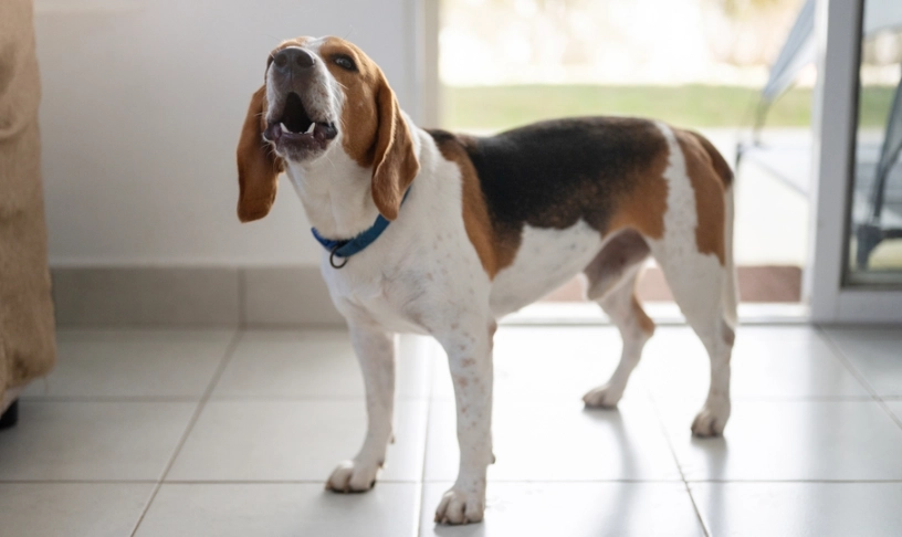 狗狗出門一直叫