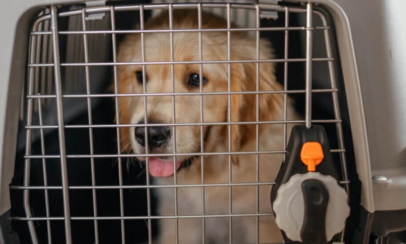 帶狗搭客運 帶狗搭客運