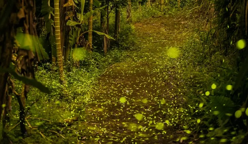 螢火蟲觀賞地點 螢火蟲觀賞地點