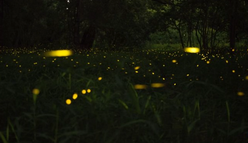 台南螢火蟲