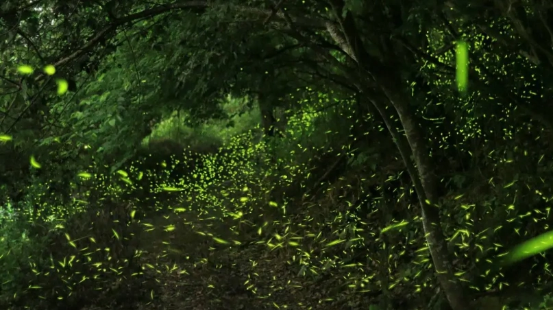 螢火蟲觀賞時間