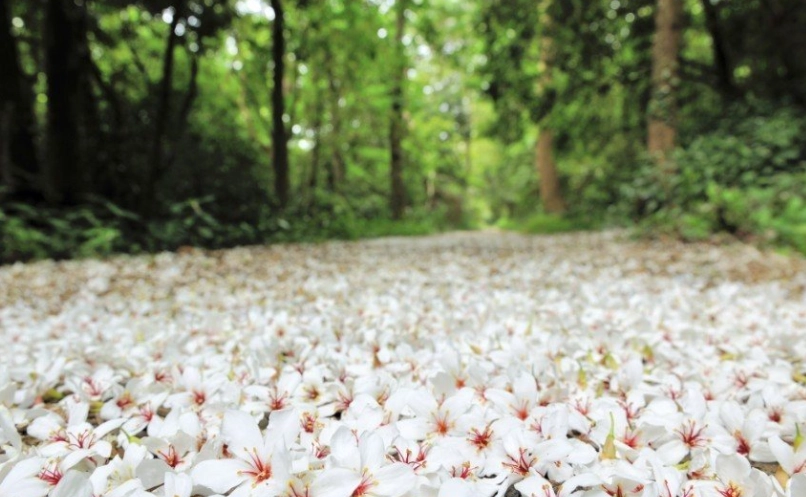 油桐花步道