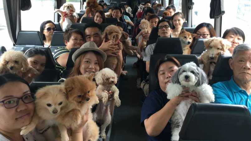 寵物友善交通 寵物友善交通