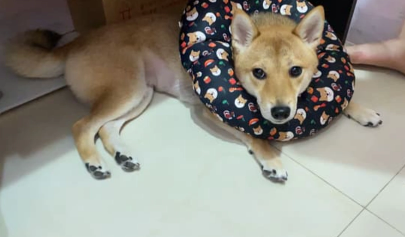 結紮後行為問題