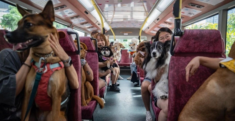 寵物計程車 寵物計程車