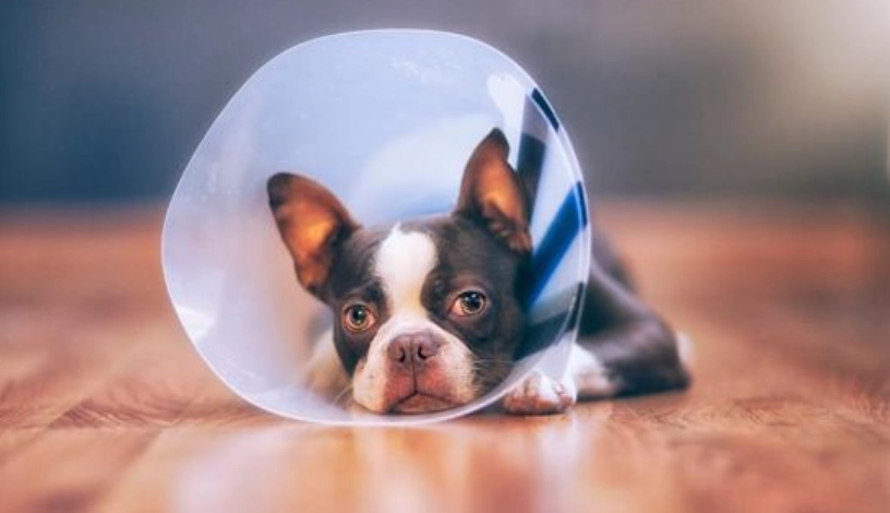 結紮後行為問題