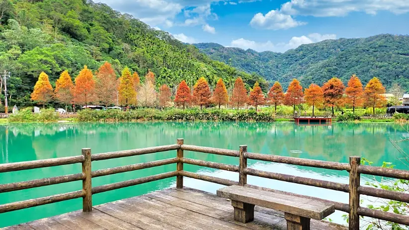 宜蘭落羽松秘境