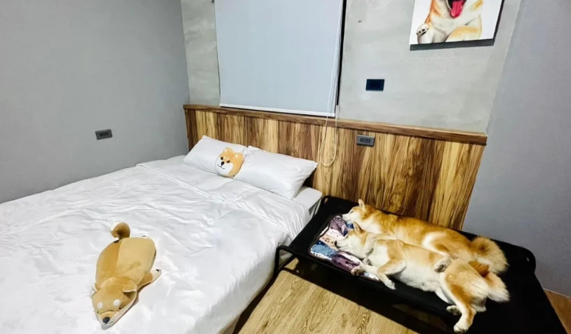 小琉球帶狗住宿 小琉球帶狗住宿