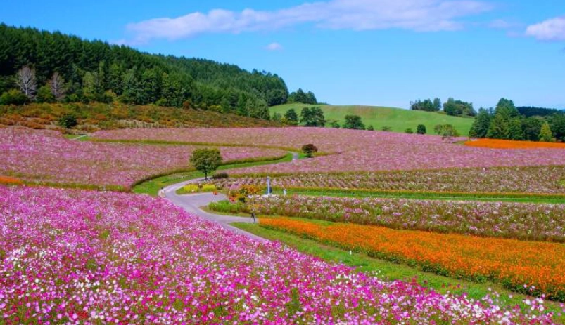 北海道露營車租借