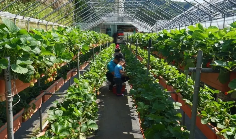 內湖採草莓一日遊