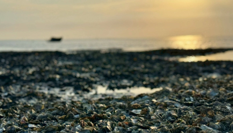 彰化挖蛤蜊 彰化挖蛤蜊