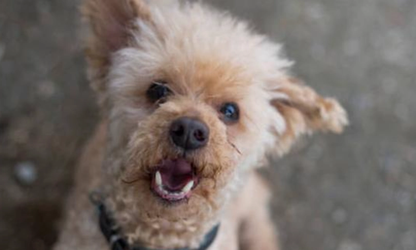 狗狗吵到鄰居處理