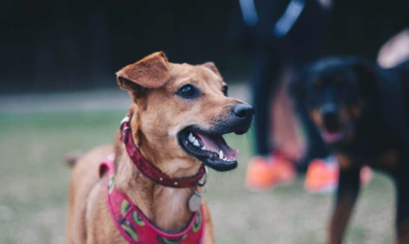 狗狗一直叫怎麼辦