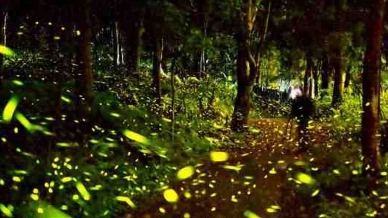 南投螢火蟲 南投螢火蟲