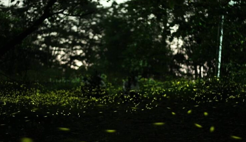 螢火蟲季節 螢火蟲季節