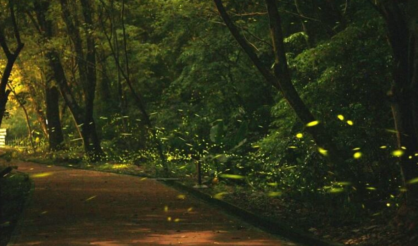 南投螢火蟲 南投螢火蟲