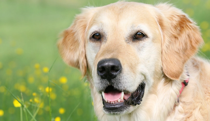 狗狗肺炎會好嗎？症狀、治療與康復全指南