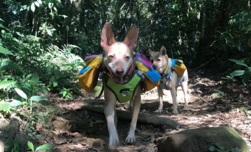 台北寵物友善步道