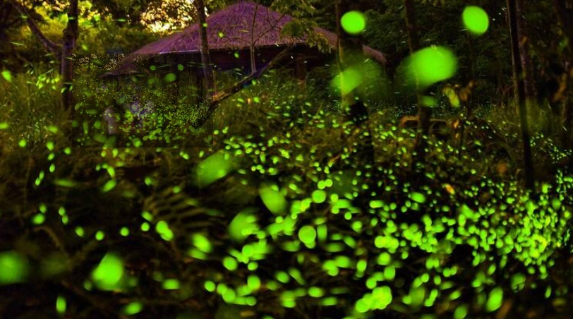 南投賞螢地點 南投賞螢地點