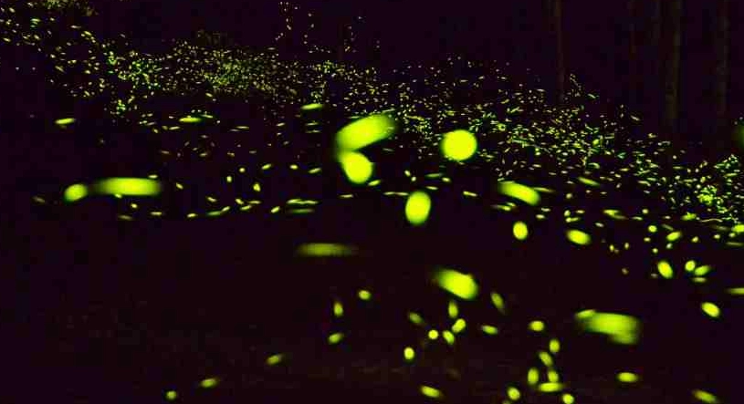 南投賞螢地點 南投賞螢地點