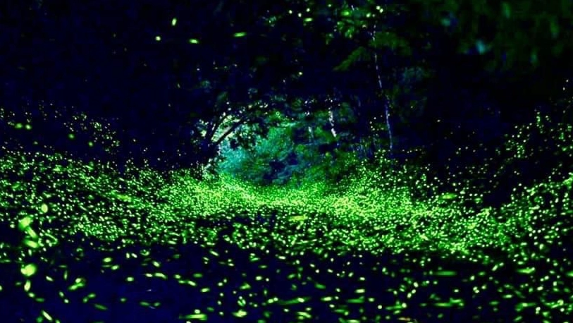 南投螢火蟲 南投螢火蟲