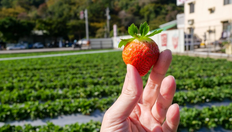 採草莓行程