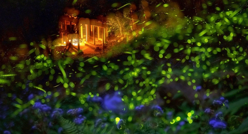 螢火蟲季節 螢火蟲季節