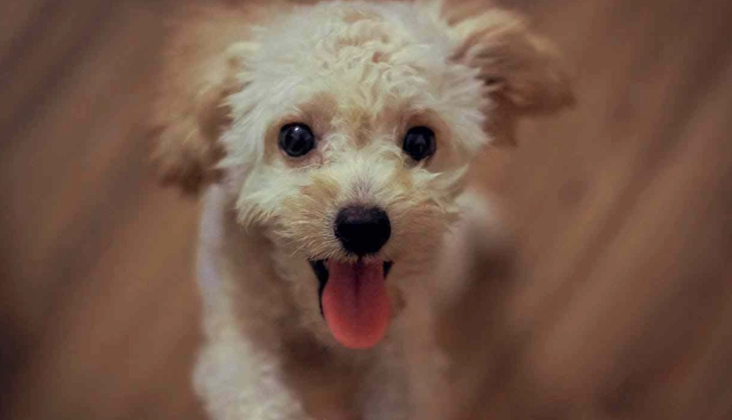 狗狗一直叫怎麼辦