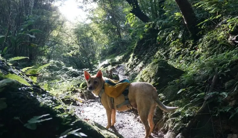 狗狗登山裝備