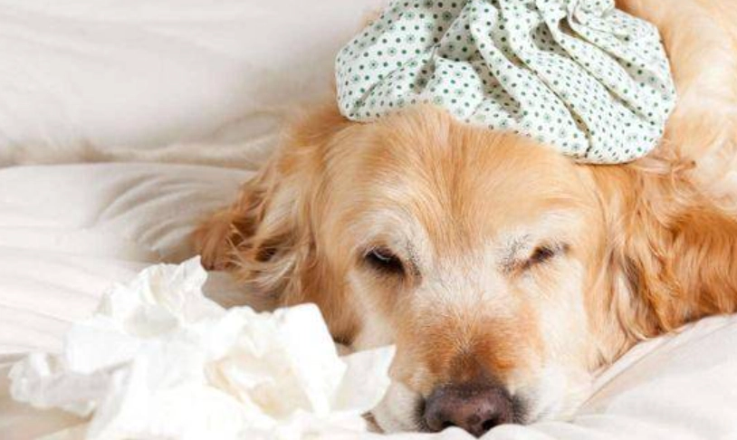 狗肺炎 治療 時間 狗肺炎 治療 時間