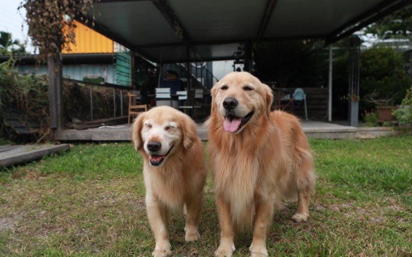 屏東寵物友善餐廳全攻略：帶毛孩吃飯不踩雷的實戰名單與技巧