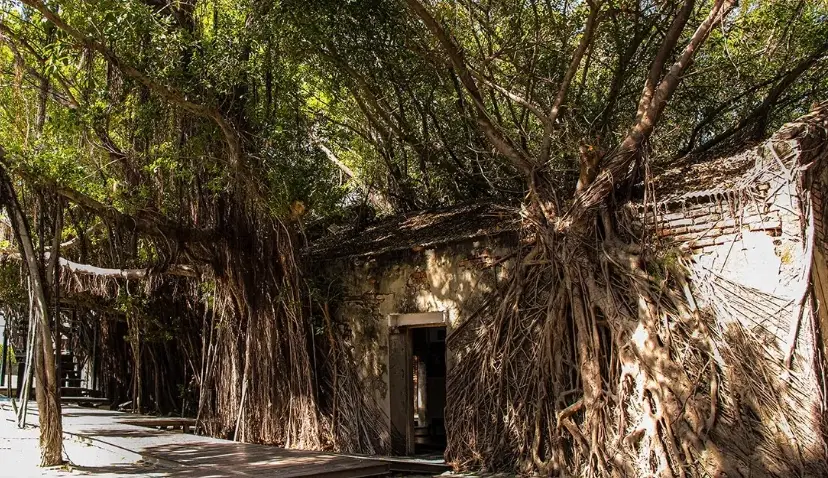 安平樹屋 安平樹屋