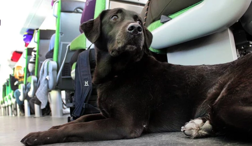 高鐵寵物車廂 高鐵寵物車廂