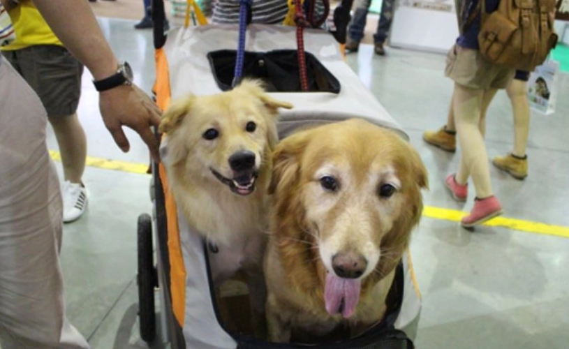 高鐵寵物車廂 高鐵寵物車廂